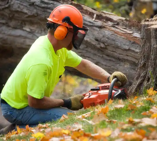 tree services Atlantic Beach